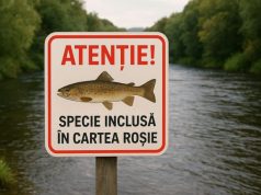 Agent economic prins vânzând pește din Cartea Roșie a R. Moldova în piețe