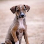 Un câine ucis cu o lopată și 62 de animale lăsate să moară de foame. Două persoane, condamnate pentru cruzime față de animale
