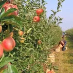 „Livada Moldovei II”: 150 de milioane de euro pentru modernizarea agriculturii