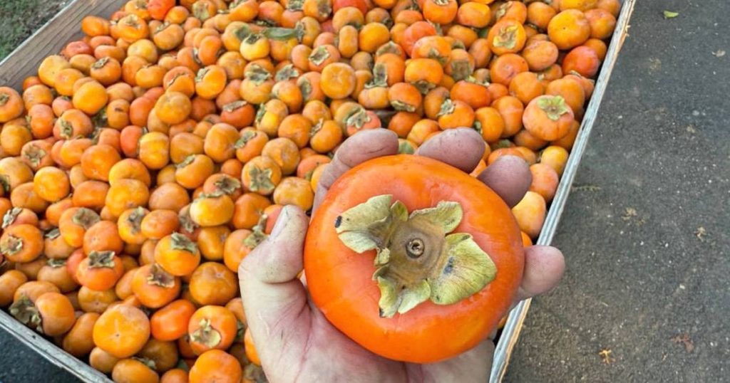Agricultura din Moldova se schimbă. Kaki și kiwi, printre culturile testate de specialiști