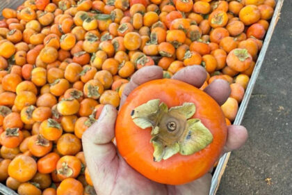 Agricultura din Moldova se schimbă. Kaki și kiwi, printre culturile testate de specialiști